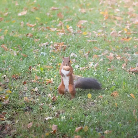 Château Bagen Quarto em Acomodações Particulares Sauveterre